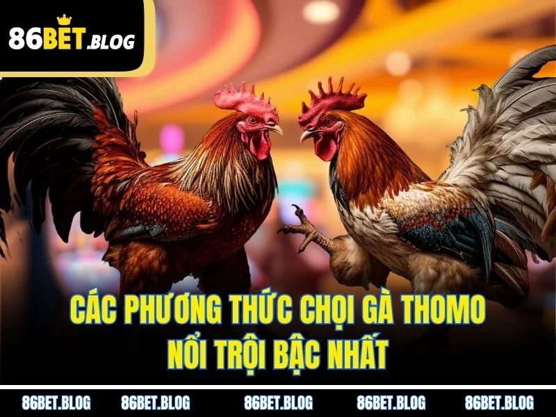 Các phương thức chọi gà Thomo nổi trội bậc nhất