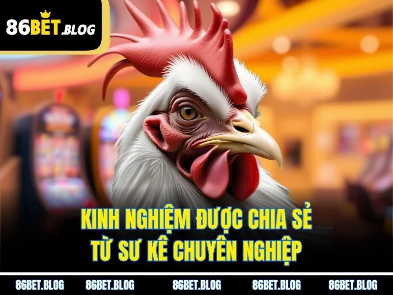 Kinh nghiệm được chia sẻ từ sư kê chuyên nghiệp