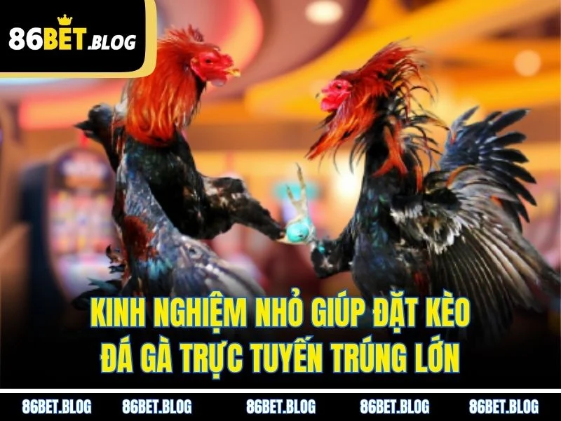 Kinh nghiệm nhỏ giúp đặt kèo đá gà trực tuyến trúng lớn