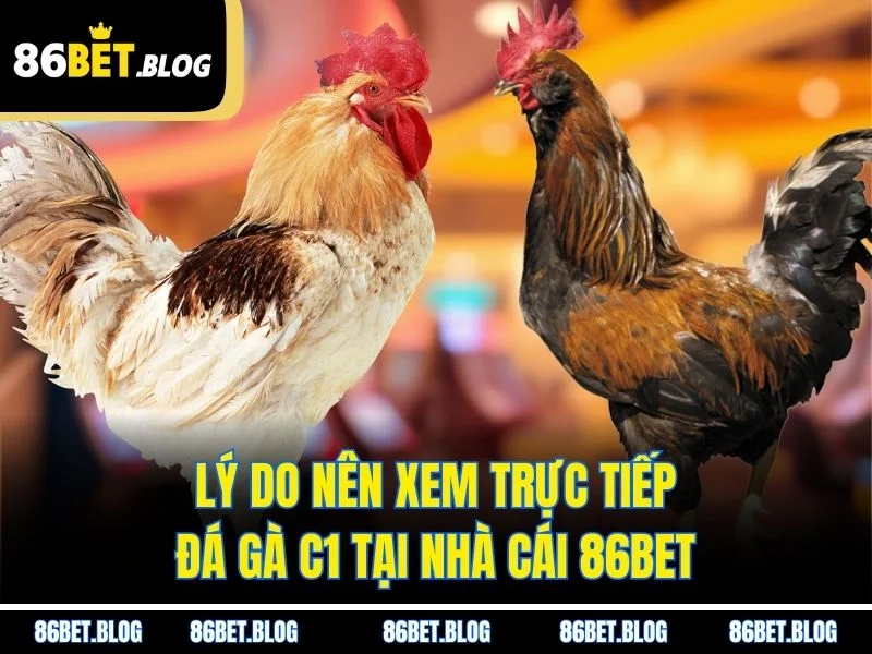 Lý do nên xem trực tiếp đá gà C1 tại nhà cái 86BET